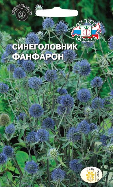 Эрингиум цветов Эрингиум цветов
